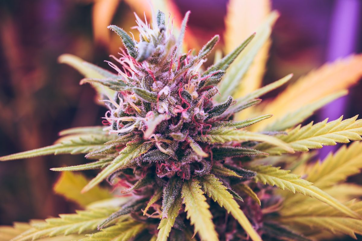 Fresh cannabis flower